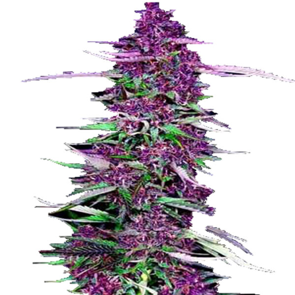 Purple zaden
