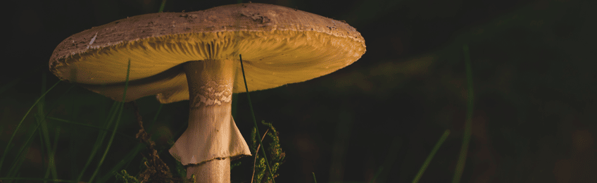 Mushroom shop